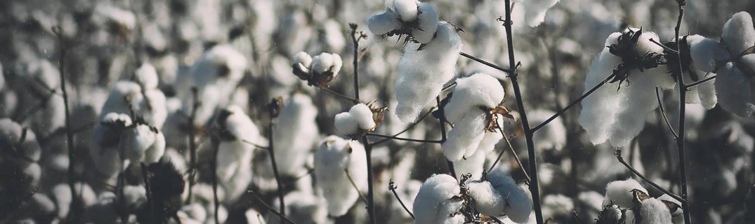 Sustainable Cotton Production